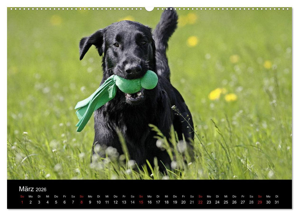 Flatcoated Retriever (CALVENDO Premium Wandkalender 2026)