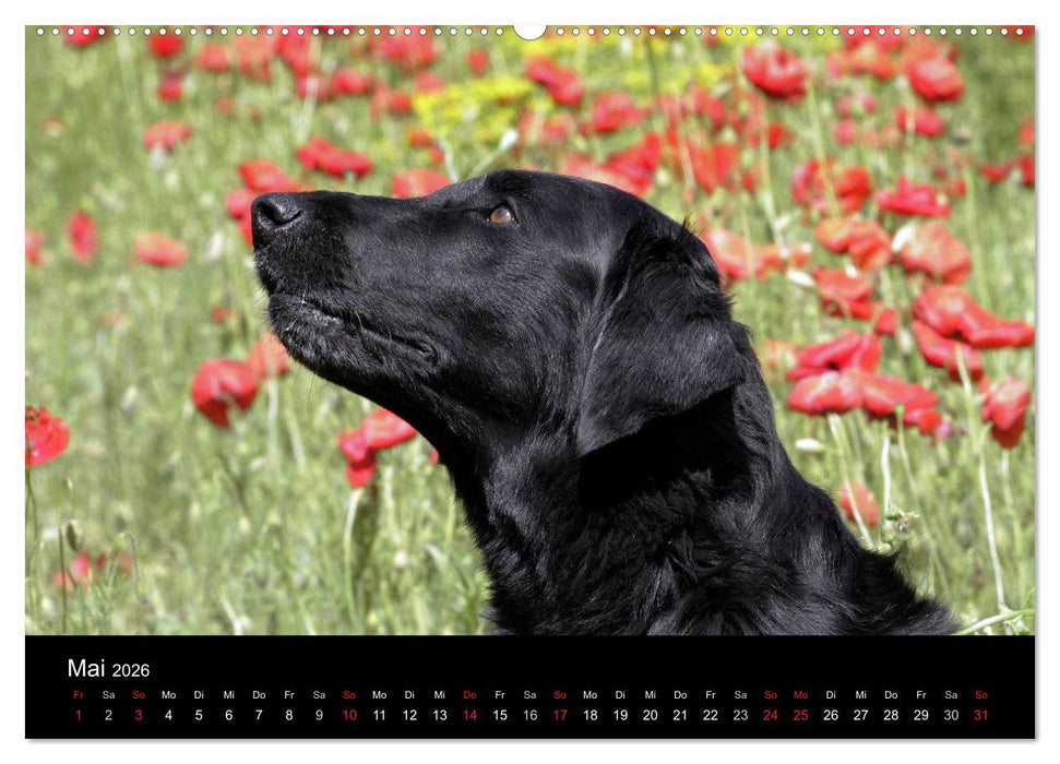 Flatcoated Retriever (CALVENDO Premium Wandkalender 2026)