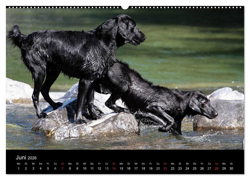 Flatcoated Retriever (CALVENDO Premium Wandkalender 2026)