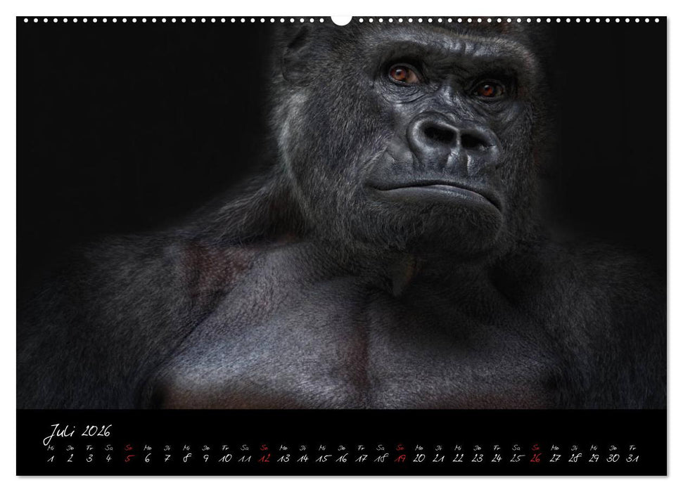 Gorilla (CALVENDO Premium Wandkalender 2026)