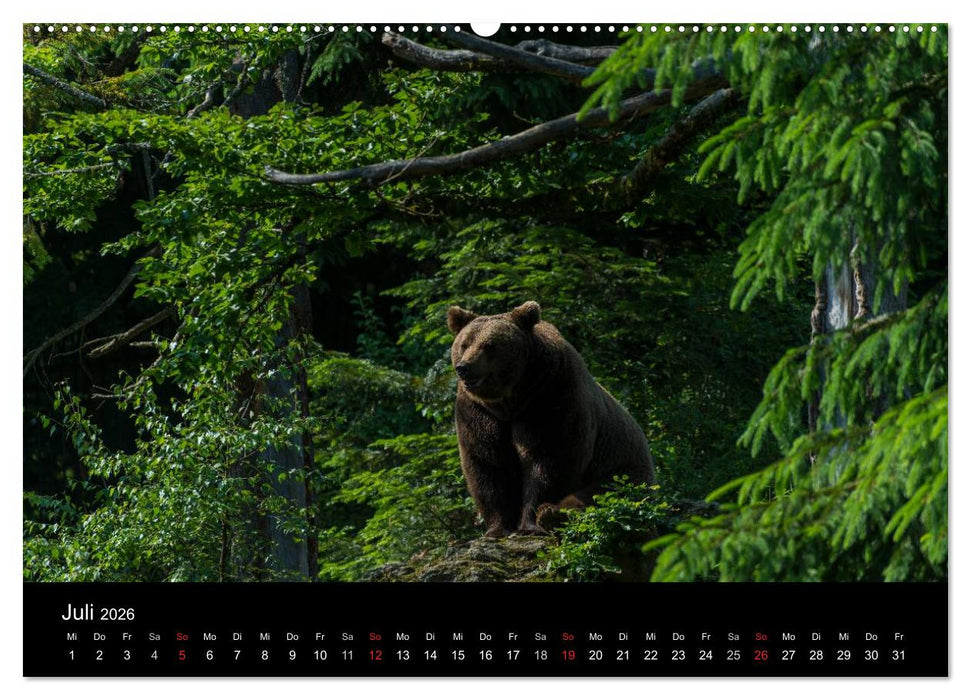 Bayerischer Wald (CALVENDO Premium Wandkalender 2026)