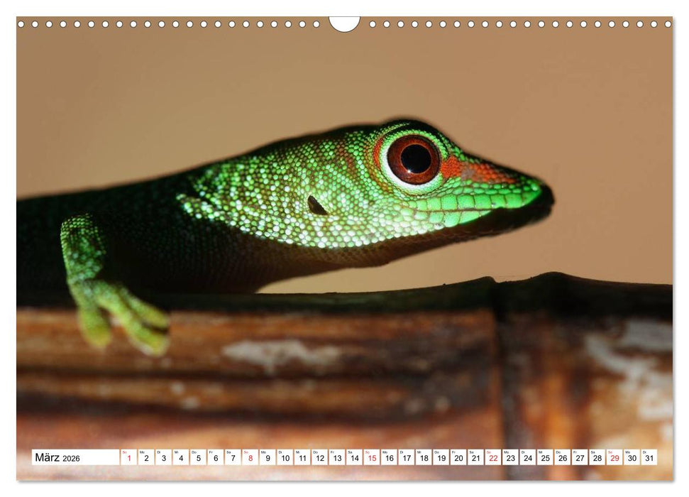 Madagaskar (CALVENDO Wandkalender 2026)