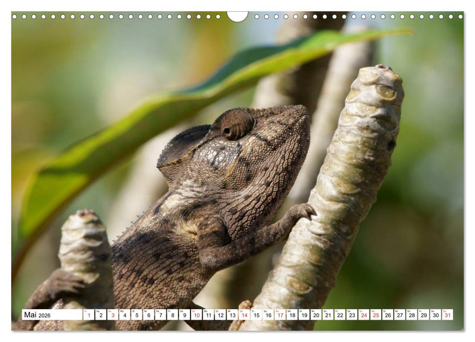 Madagaskar (CALVENDO Wandkalender 2026)