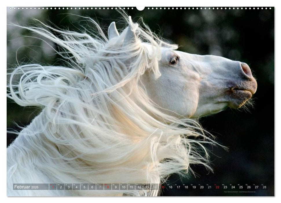 Edle spanische Pferde - Pura Raza Espanola (CALVENDO Premium Wandkalender 2026)