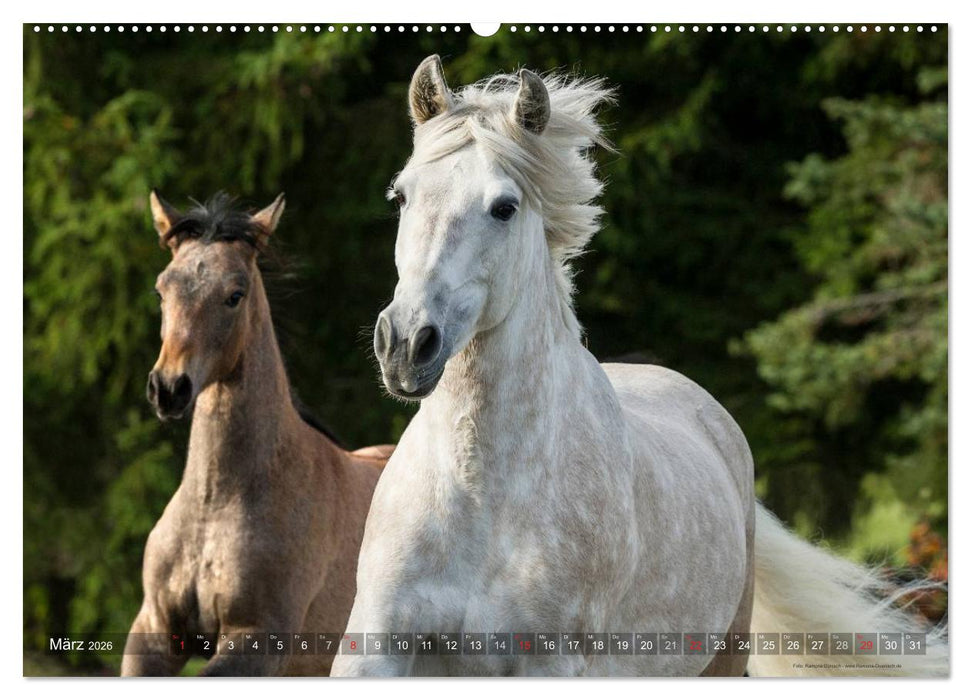 Edle spanische Pferde - Pura Raza Espanola (CALVENDO Premium Wandkalender 2026)