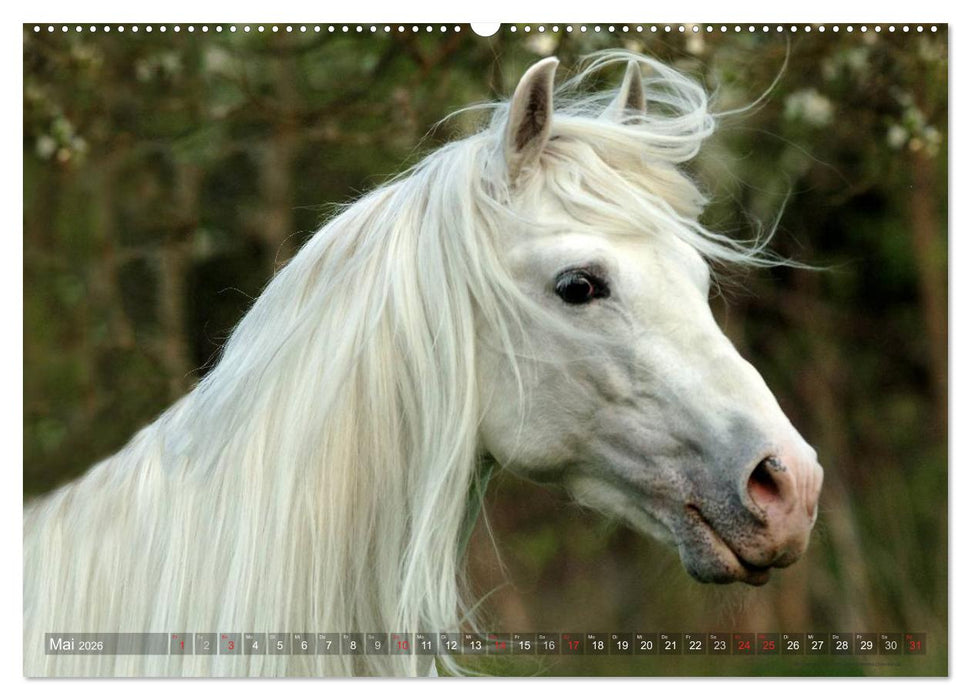 Edle spanische Pferde - Pura Raza Espanola (CALVENDO Premium Wandkalender 2026)
