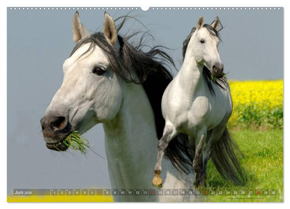 Edle spanische Pferde - Pura Raza Espanola (CALVENDO Premium Wandkalender 2026)