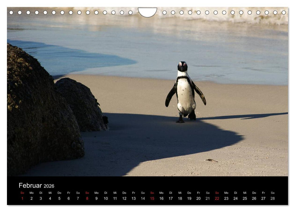 Faszinierendes Südafrika (CALVENDO Wandkalender 2026)