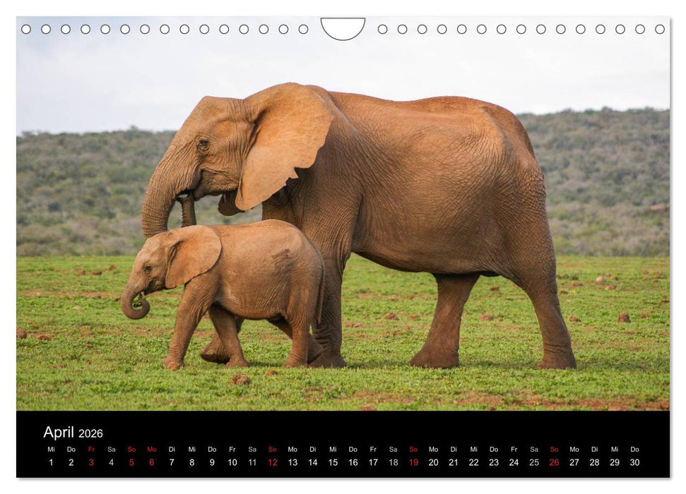 Faszinierendes Südafrika (CALVENDO Wandkalender 2026)