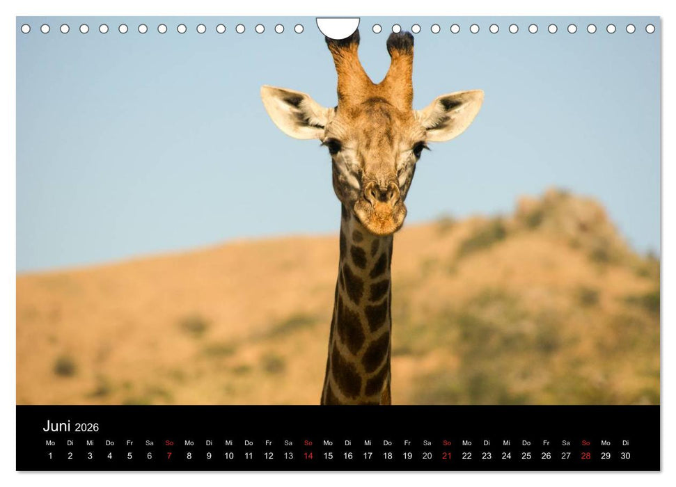 Faszinierendes Südafrika (CALVENDO Wandkalender 2026)
