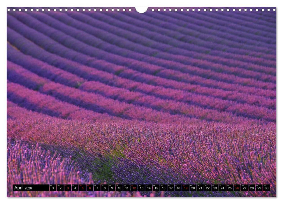 Lavendel (CALVENDO Wandkalender 2026)