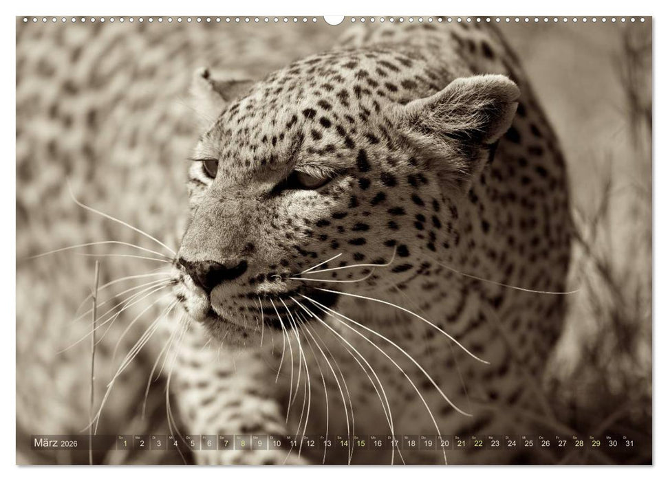 Botswana – Impressionen aus Afrika (CALVENDO Premium Wandkalender 2026)