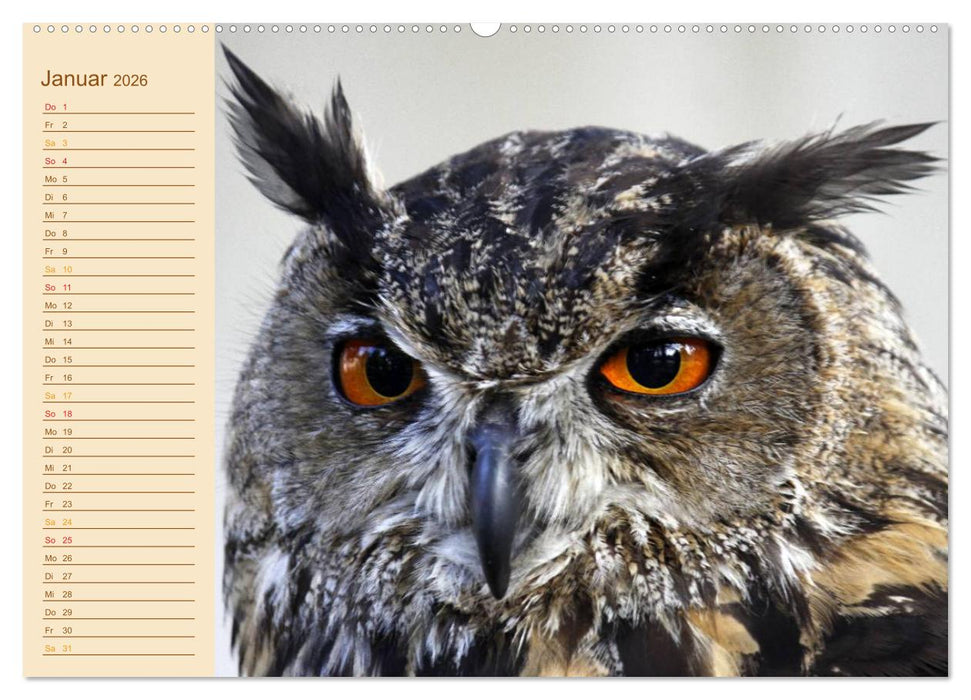 Eulen (CALVENDO Premium Wandkalender 2026)