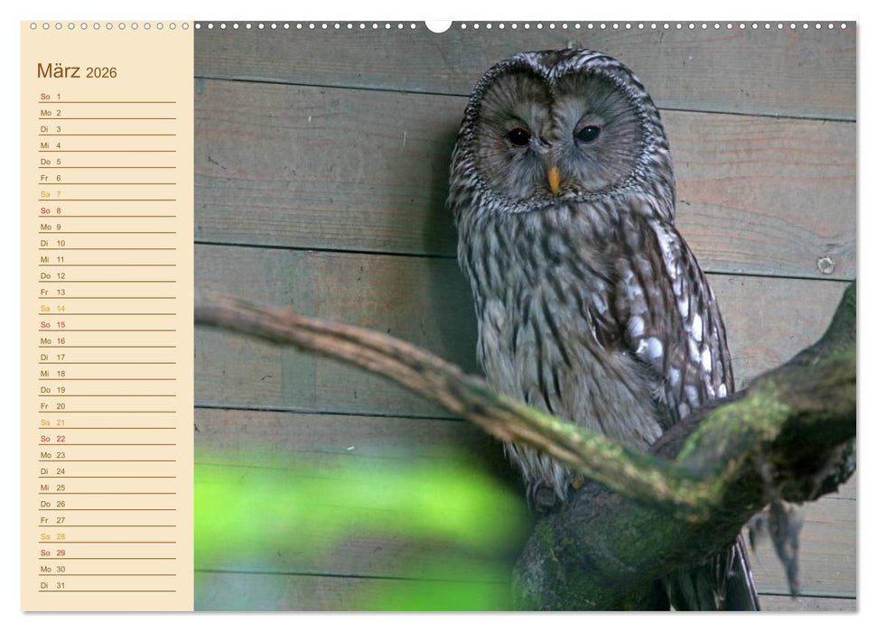 Eulen (CALVENDO Premium Wandkalender 2026)
