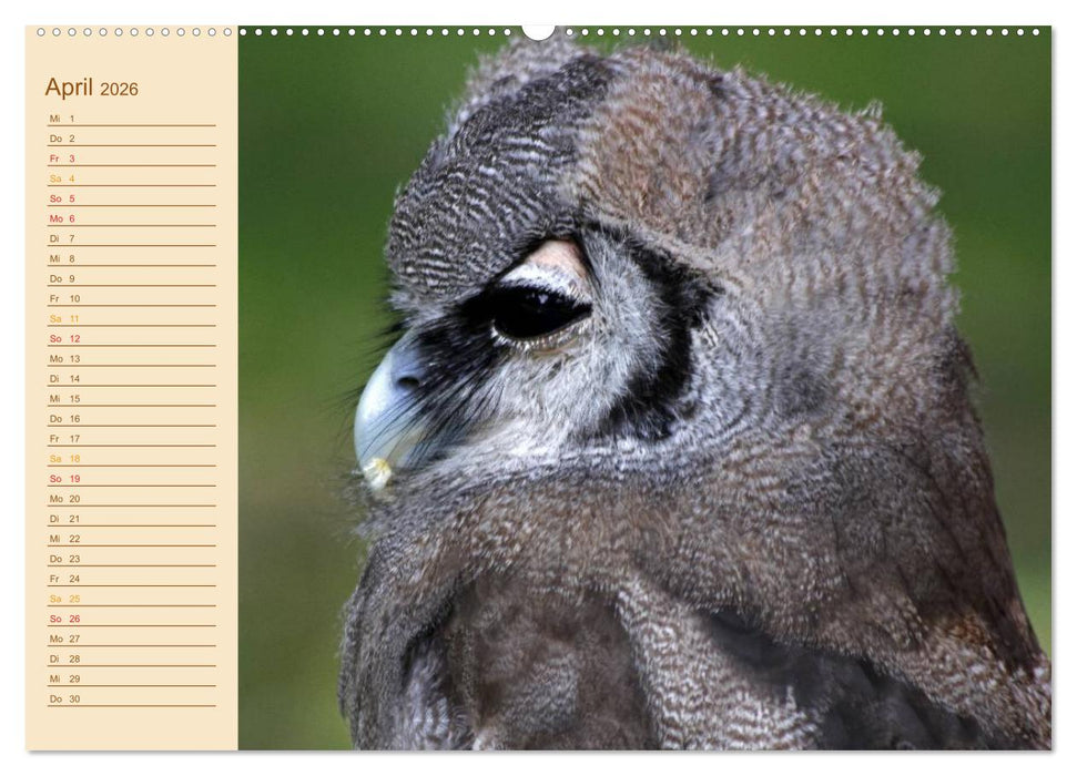 Eulen (CALVENDO Premium Wandkalender 2026)