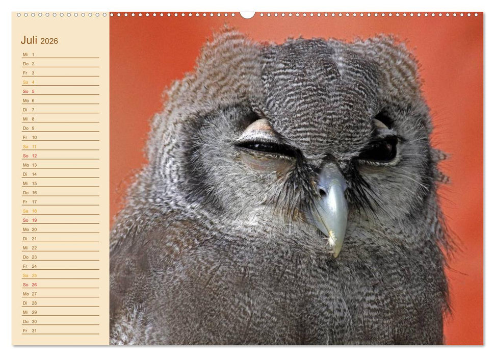 Eulen (CALVENDO Premium Wandkalender 2026)