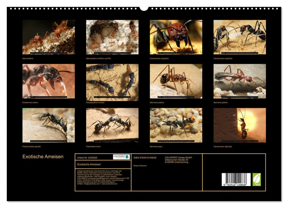 Exotische Ameisen (CALVENDO Premium Wandkalender 2026)