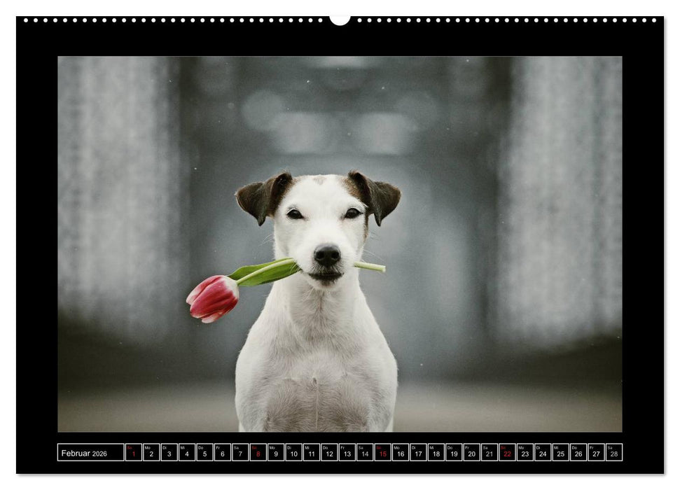 Parson Russell Terrier (CALVENDO Premium Wandkalender 2026)