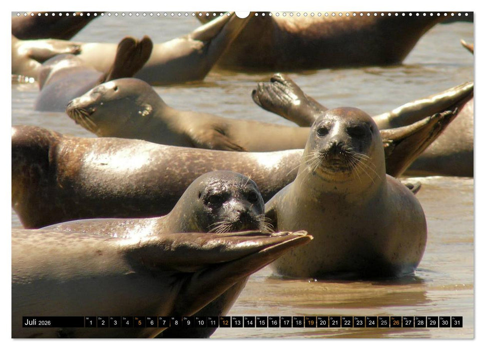 Borkum (CALVENDO Premium Wandkalender 2026)