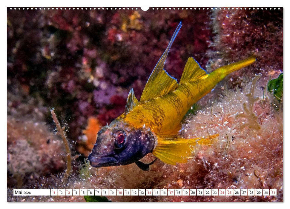 Tauchen im Mittelmeer (CALVENDO Premium Wandkalender 2026)