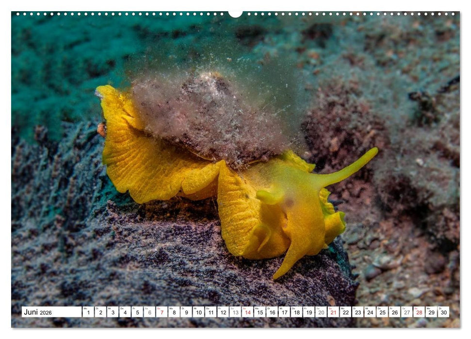 Tauchen im Mittelmeer (CALVENDO Premium Wandkalender 2026)