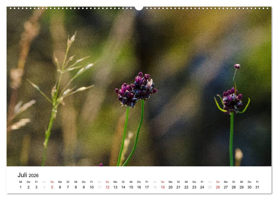 Bornholm (CALVENDO Premium Wandkalender 2026)