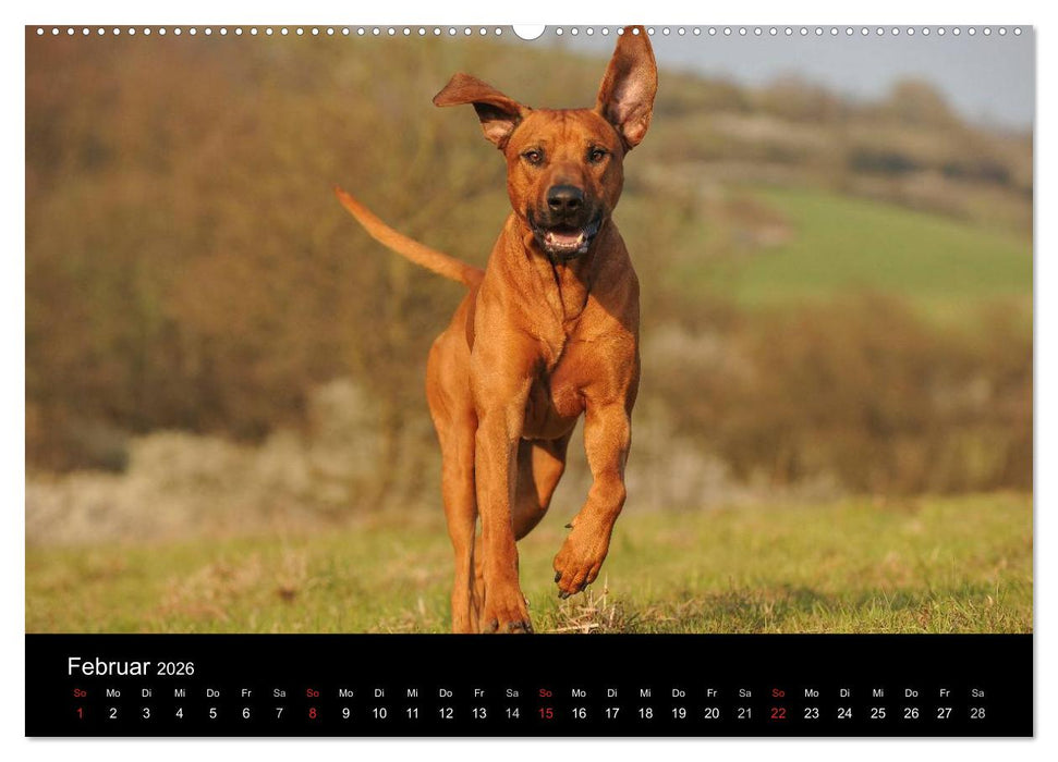 Rhodesian Ridgeback 2026 (CALVENDO Premium Wandkalender 2026)