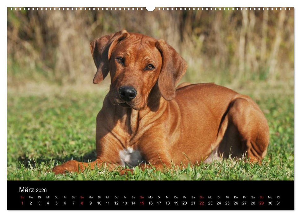 Rhodesian Ridgeback 2026 (CALVENDO Premium Wandkalender 2026)
