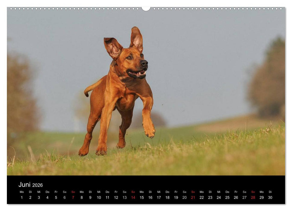 Rhodesian Ridgeback 2026 (CALVENDO Premium Wandkalender 2026)