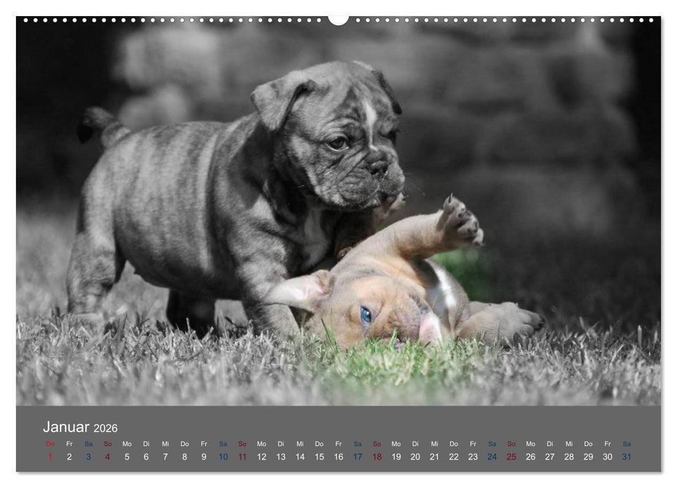 Bulldoggen-Zwerge (CALVENDO Premium Wandkalender 2026)