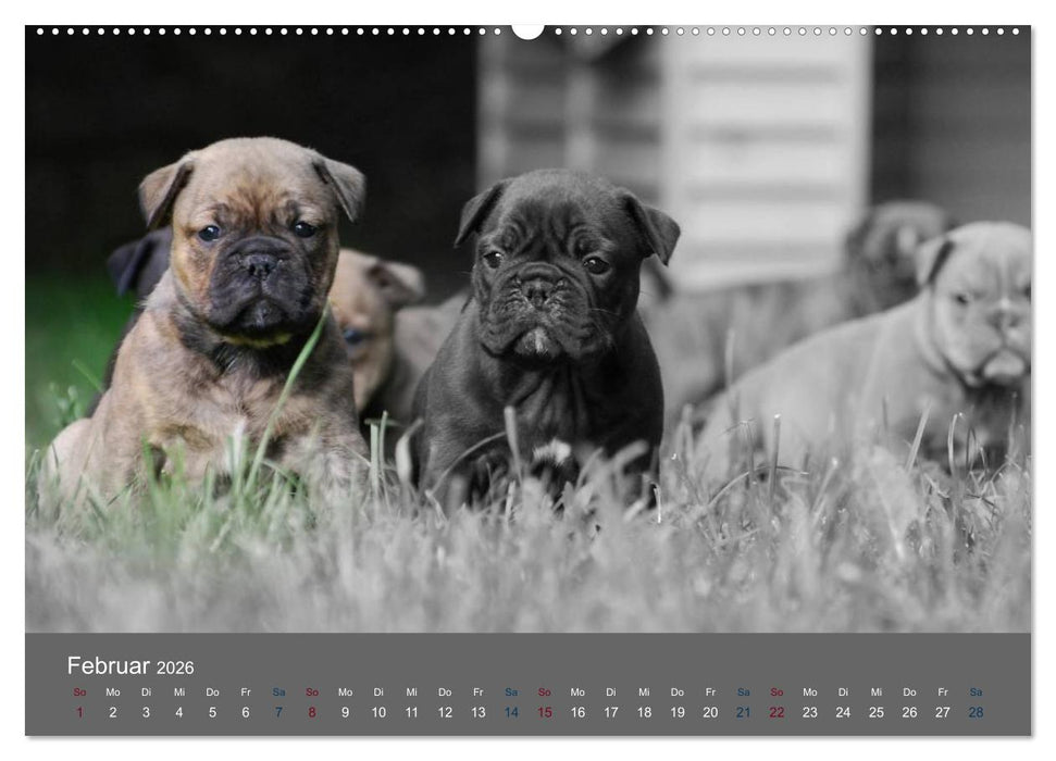 Bulldoggen-Zwerge (CALVENDO Premium Wandkalender 2026)