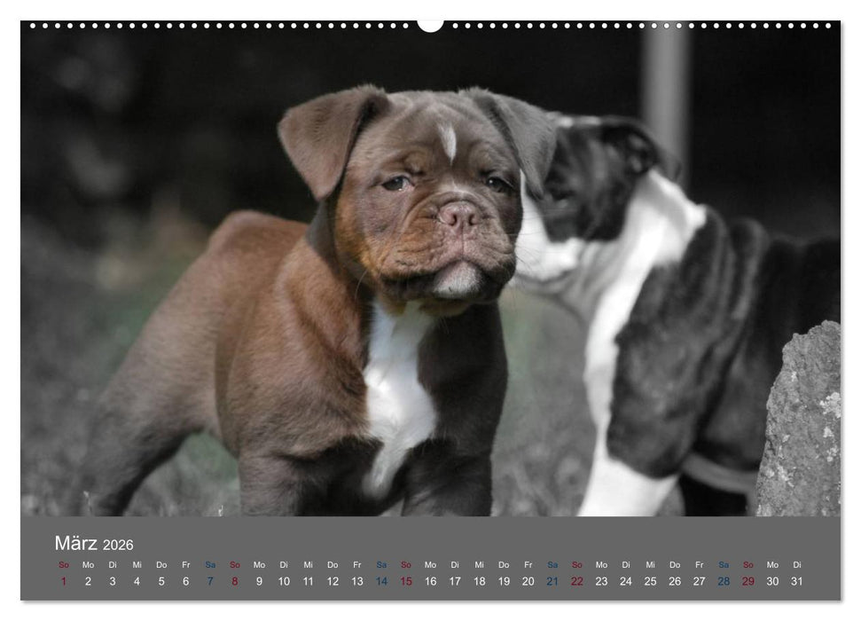 Bulldoggen-Zwerge (CALVENDO Premium Wandkalender 2026)