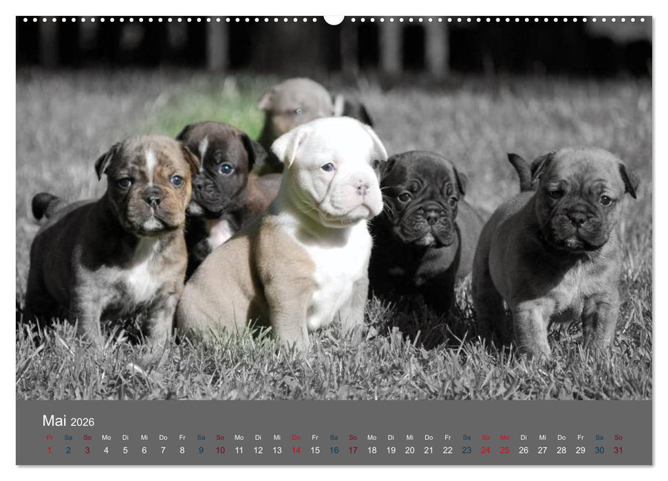 Bulldoggen-Zwerge (CALVENDO Premium Wandkalender 2026)