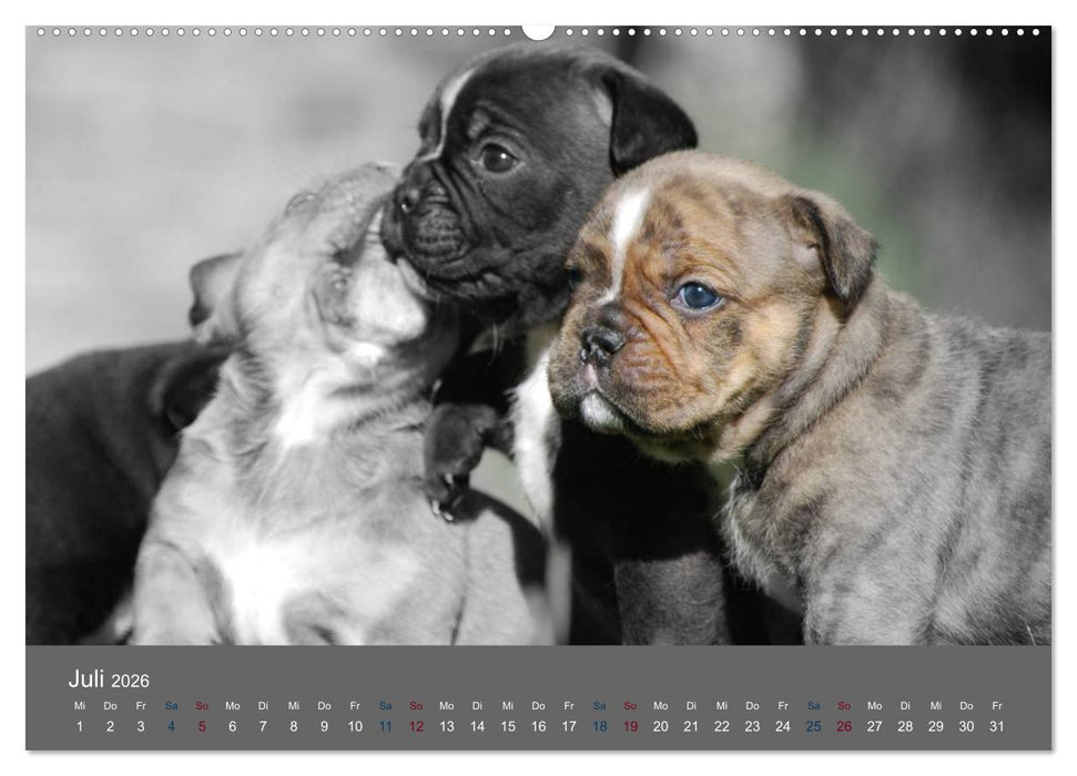 Bulldoggen-Zwerge (CALVENDO Premium Wandkalender 2026)