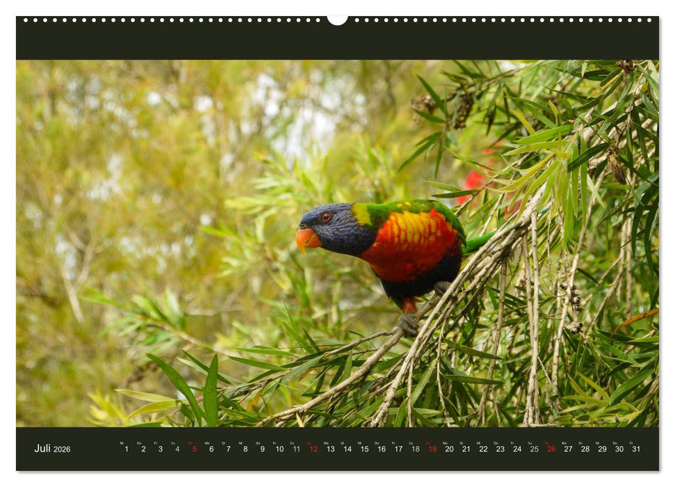 Australien - Farbige Vielfalt (CALVENDO Premium Wandkalender 2026)