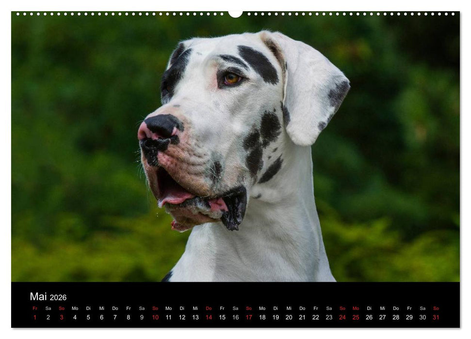 Deutsche Dogge 2026 (CALVENDO Premium Wandkalender 2026)