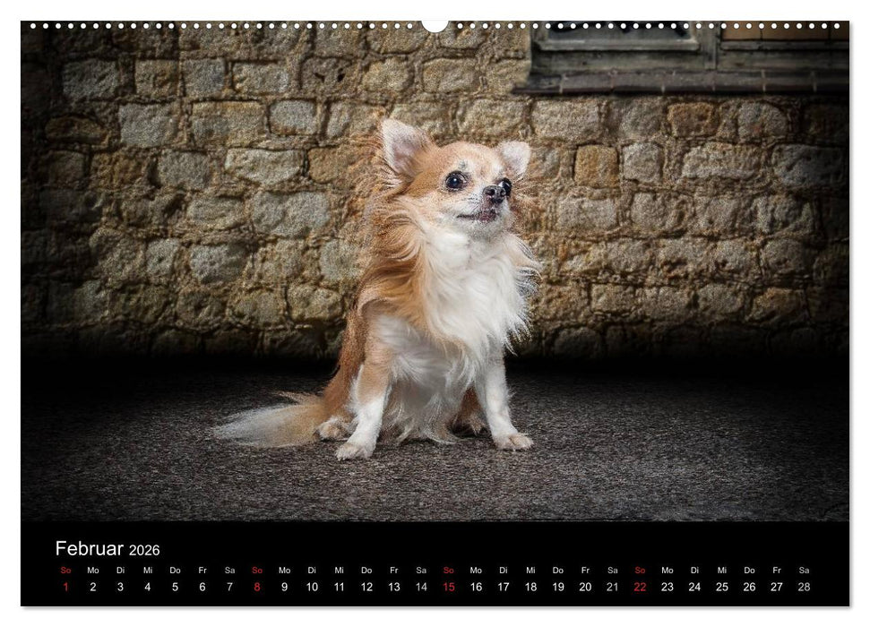 Chihuahuas - Cool and Cute (CALVENDO Premium Wandkalender 2026)