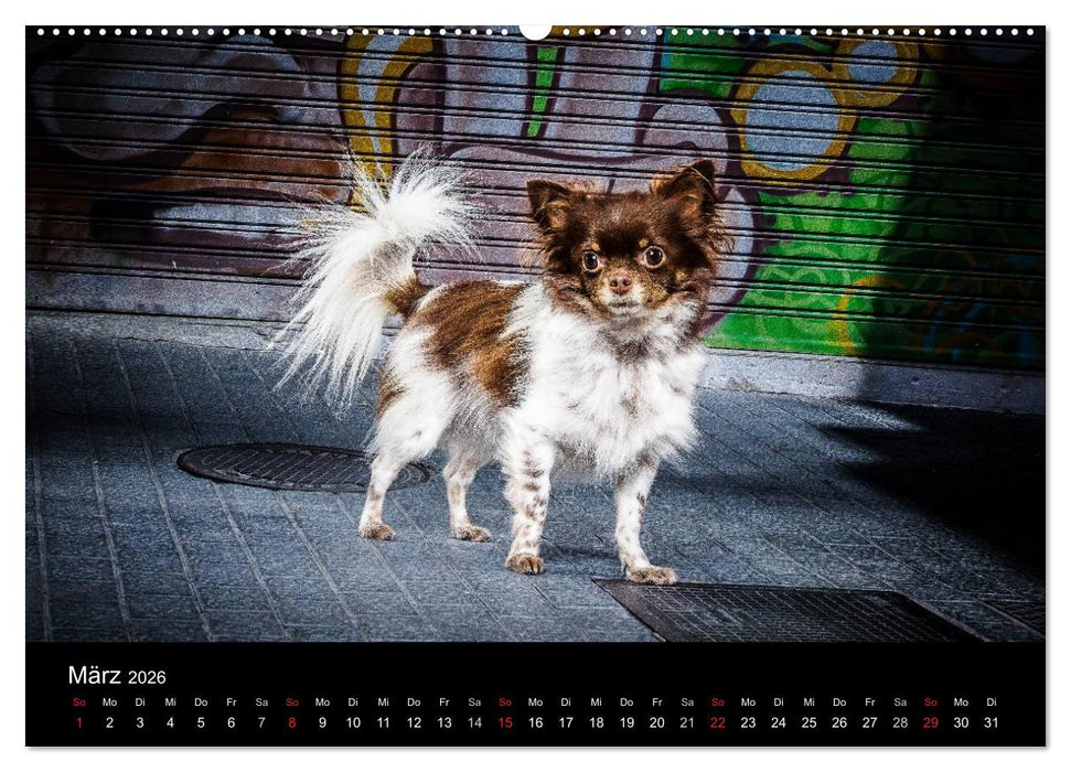 Chihuahuas - Cool and Cute (CALVENDO Premium Wandkalender 2026)