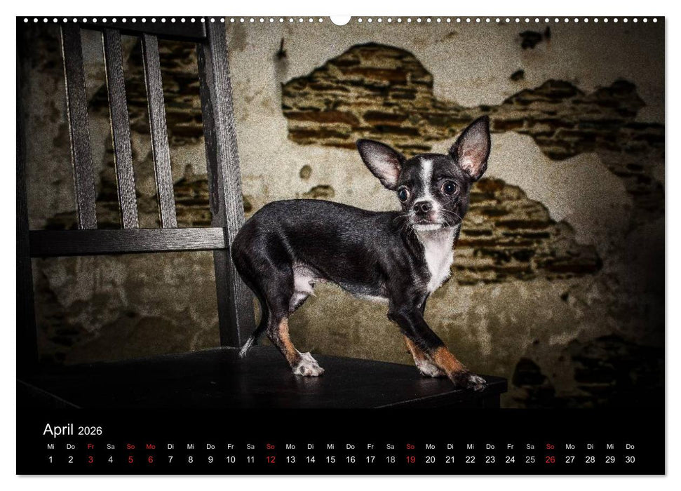 Chihuahuas - Cool and Cute (CALVENDO Premium Wandkalender 2026)