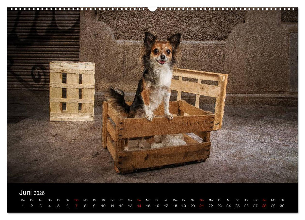 Chihuahuas - Cool and Cute (CALVENDO Premium Wandkalender 2026)