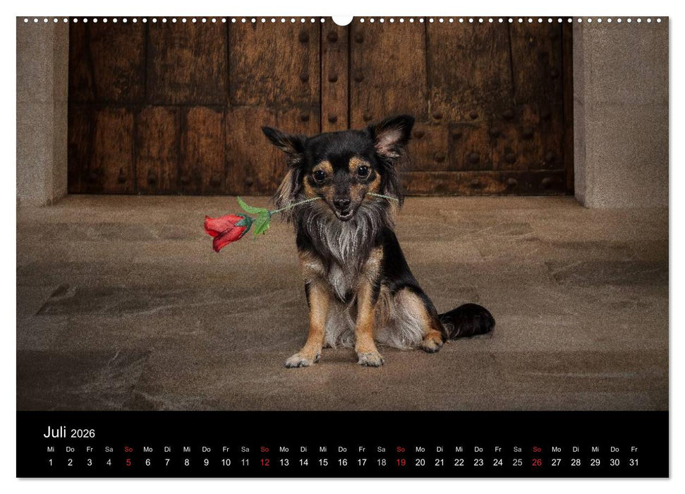 Chihuahuas - Cool and Cute (CALVENDO Premium Wandkalender 2026)