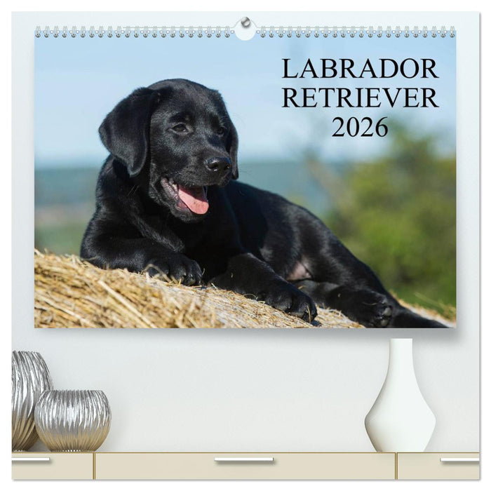 Labrador Retriever 2026 (CALVENDO Premium Wandkalender 2026)