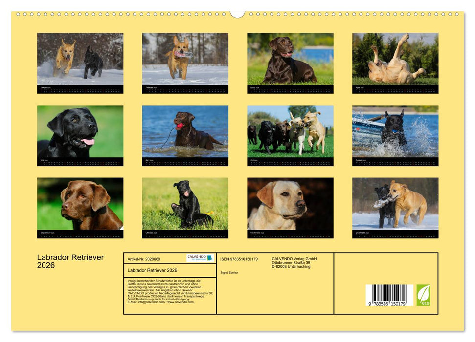Labrador Retriever 2026 (CALVENDO Premium Wandkalender 2026)