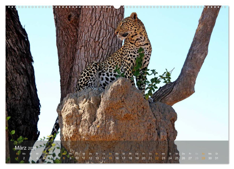 Botswana Wildlife (CALVENDO Premium Wandkalender 2026)