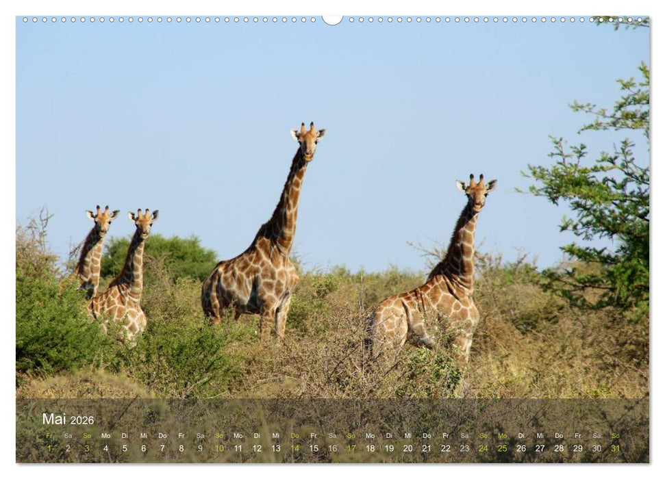Botswana Wildlife (CALVENDO Premium Wandkalender 2026)