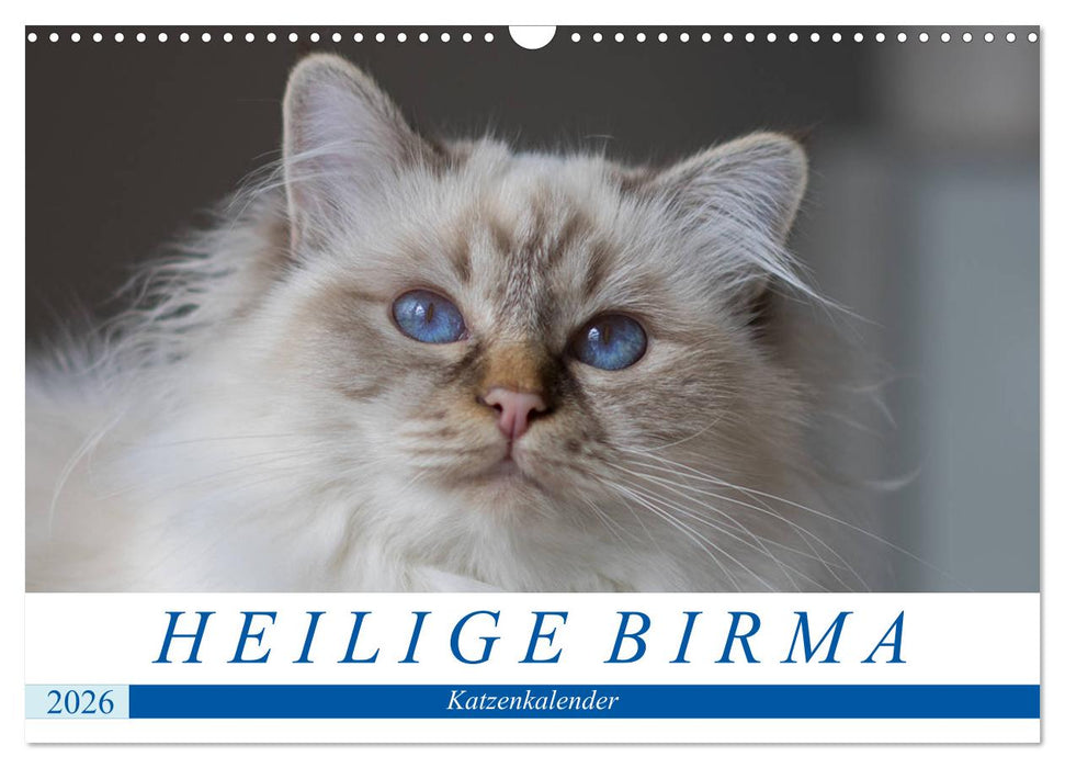 Heilige Birma Katzenkalender (CALVENDO Wandkalender 2026)