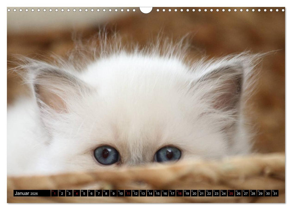 Heilige Birma Katzenkalender (CALVENDO Wandkalender 2026)