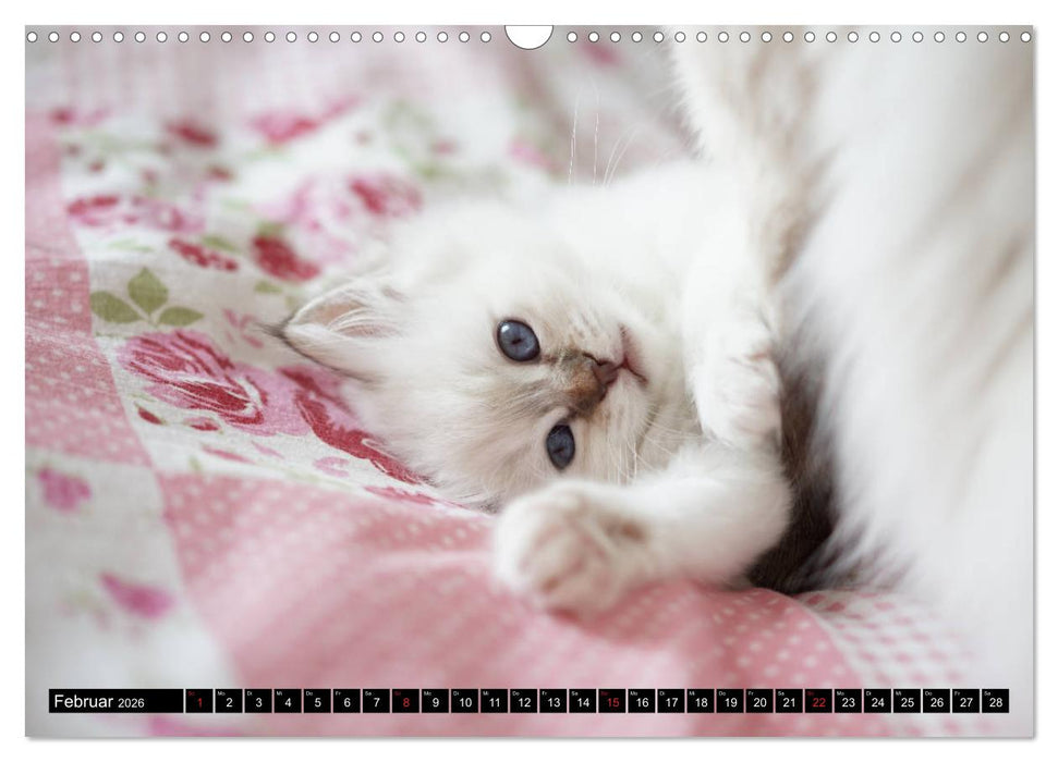 Heilige Birma Katzenkalender (CALVENDO Wandkalender 2026)