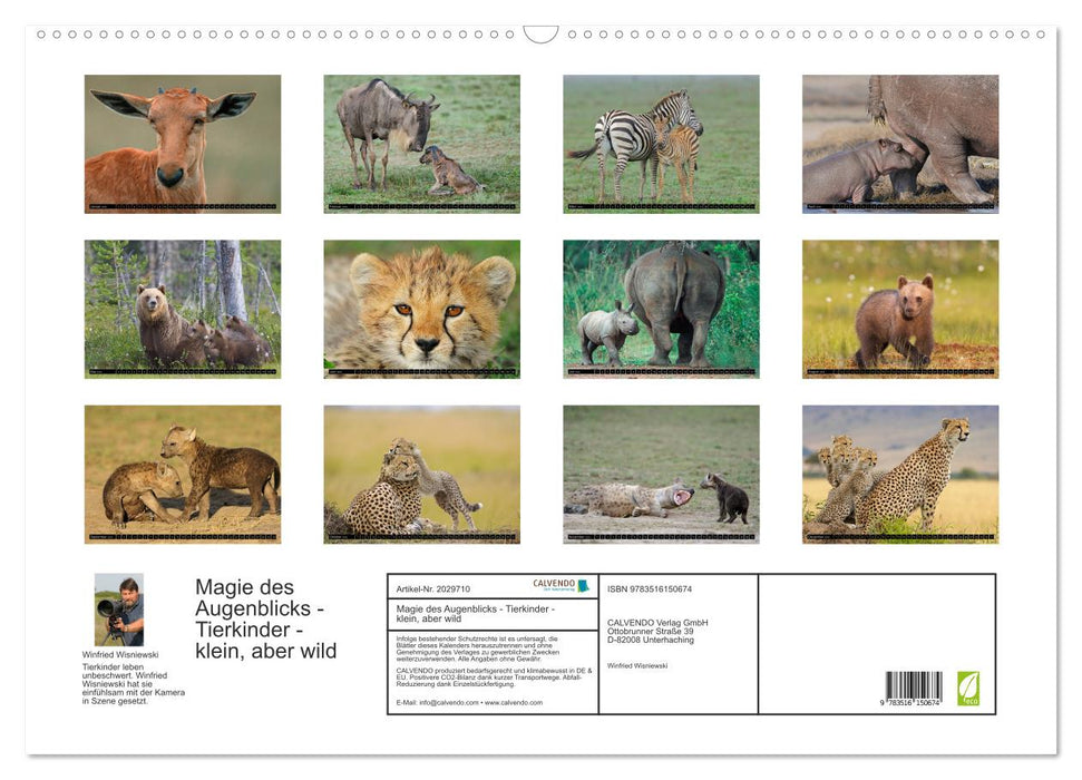 Magie des Augenblicks - Tierkinder - klein, aber wild (CALVENDO Wandkalender 2026)