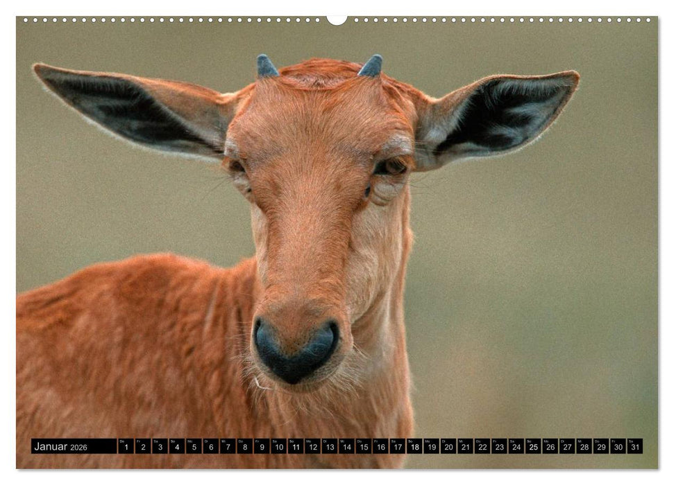 Magie des Augenblicks - Tierkinder - klein, aber wild (CALVENDO Wandkalender 2026)